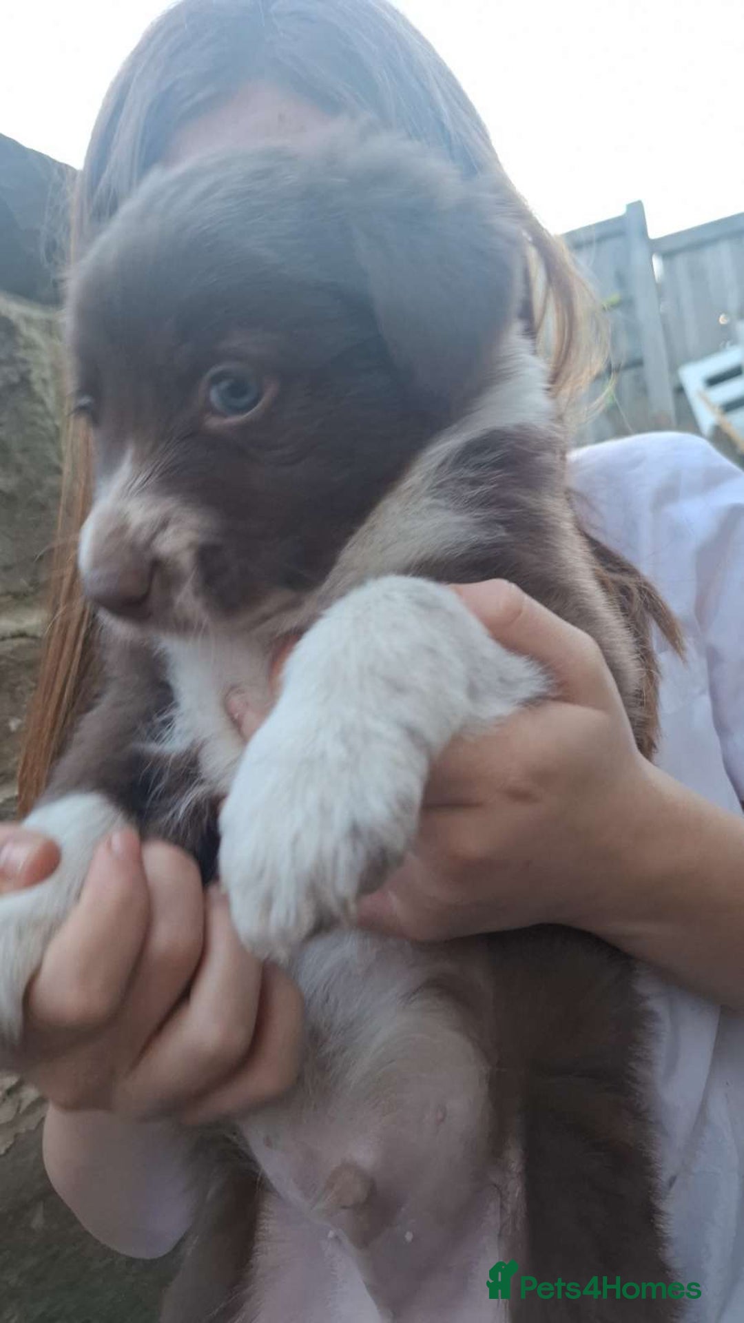 Border Collie dogs for sale: Red and white border collie/Sheepdog Pups - Image 34