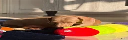 Miniature Dachshund dogs for sale: Miniature dachshund puppies - Advert 7