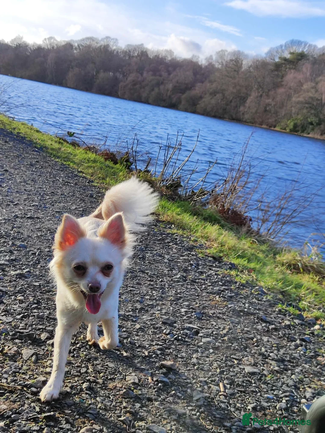 Chihuahua dogs for sale: Chichuahua Lady 2 years old  in Perth - Advert 1
