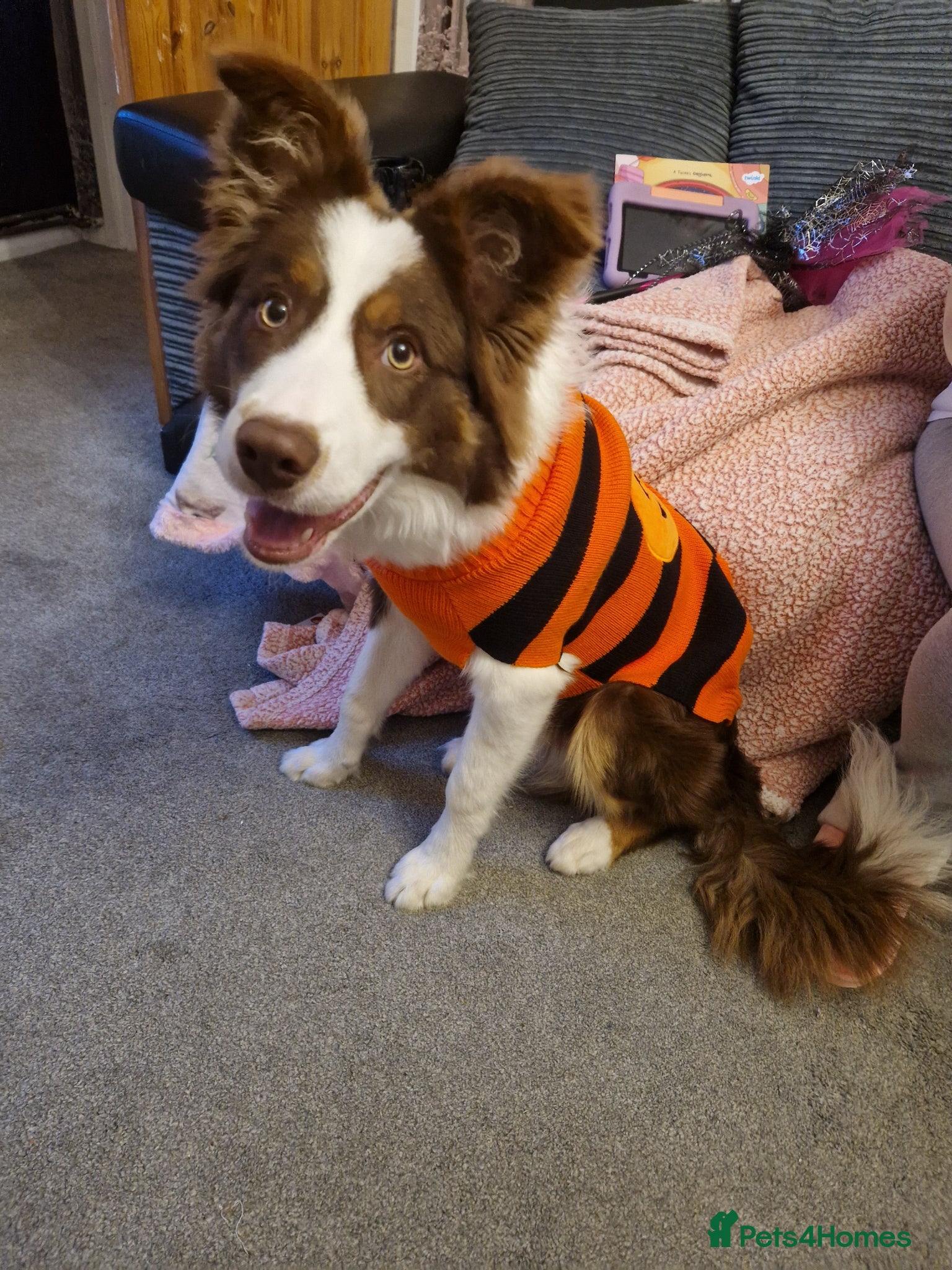 Border Collie dogs Border Collie Boy Seeking Loving Home - Advert 11