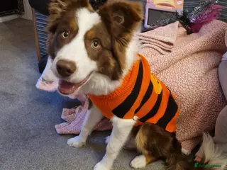 Border Collie dogs Border Collie Boy Seeking Loving Home - Advert 1