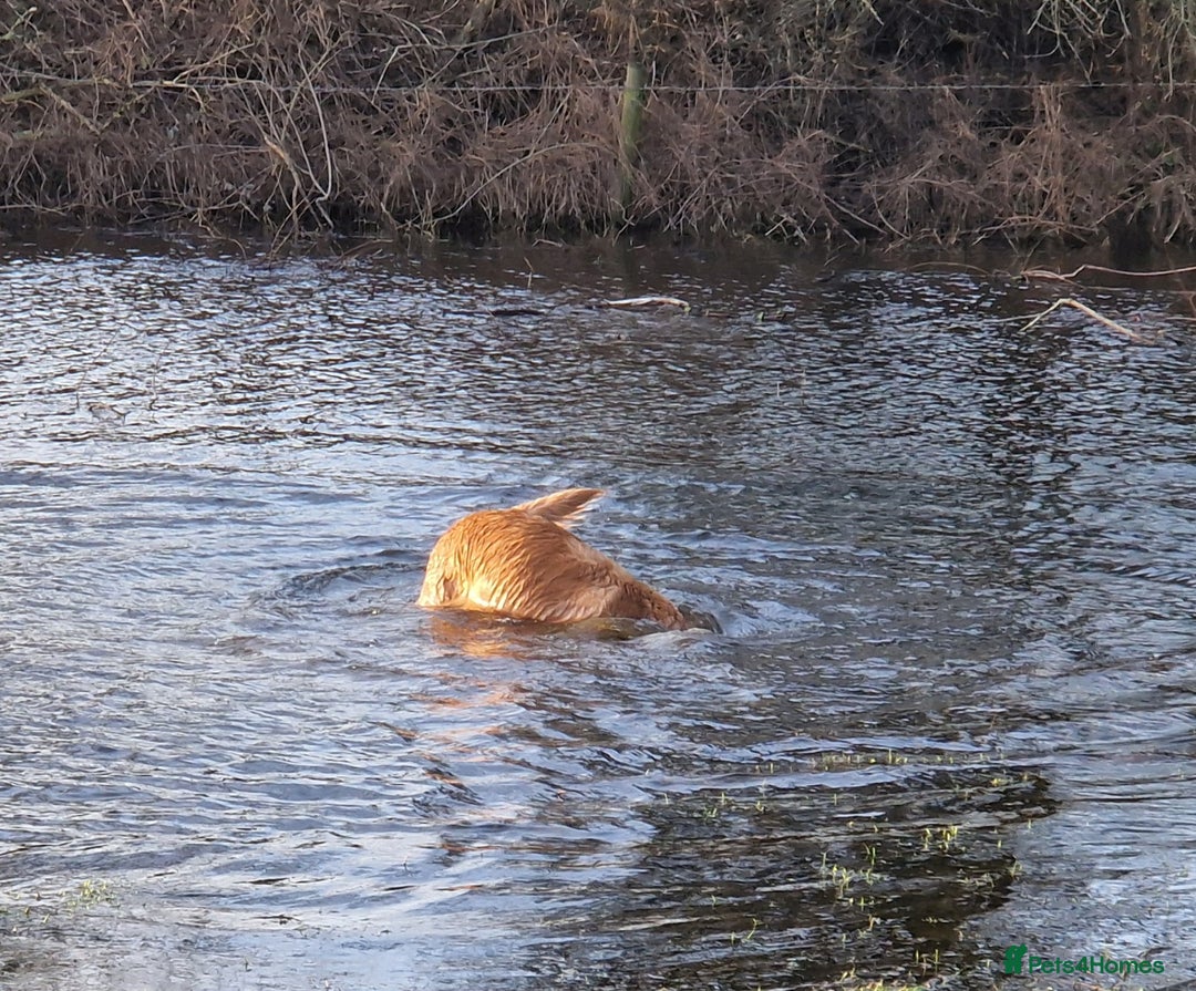 Golden Retriever dogs for sale: Gorgeous dark golden litter - Image 14