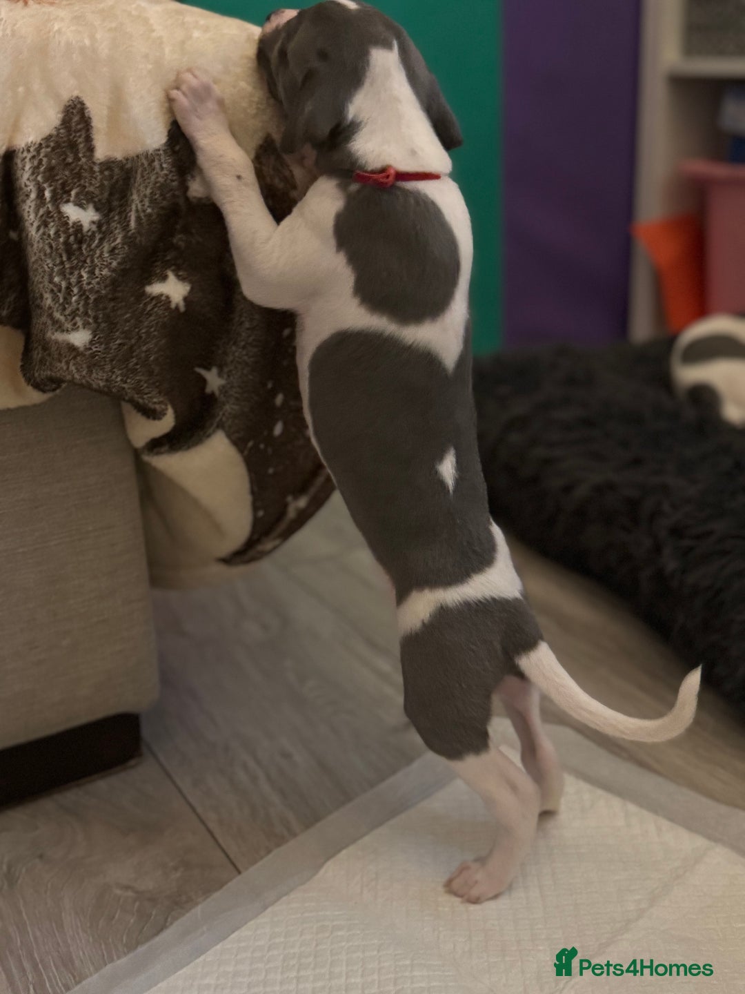 Whippet dogs for sale: KC Whippet puppies only 2 boys left  - Advert 31