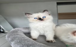 Ragdoll cats for sale: Registered Ragdoll kittens LAST GIRL HCM/PKD clear - Image 17