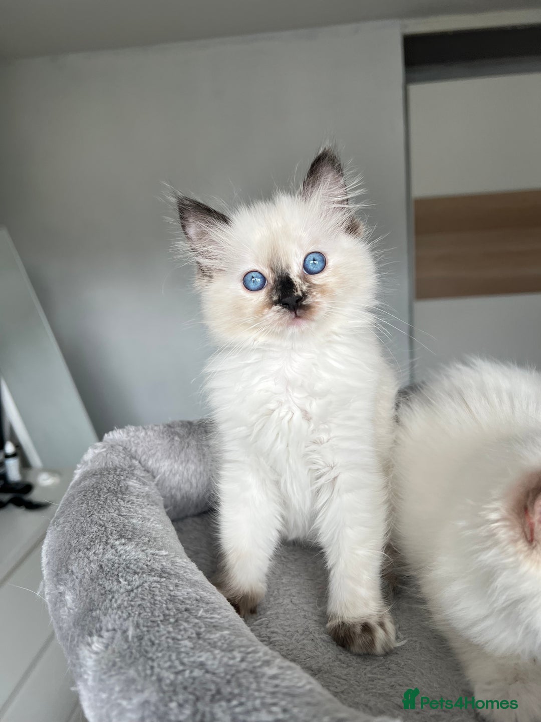 Ragdoll cats for sale: Registered Ragdoll kittens LAST GIRL HCM/PKD clear - Image 17
