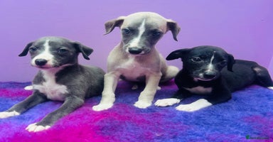 Whippet dogs - Advert 9