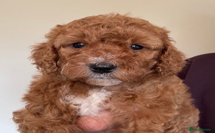 Cockapoo dogs - Advert 3