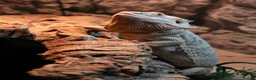 Bearded Dragon reptiles for sale: 3 year old Bearded Dragon with Vivarium included in Derby - Advert 12