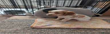 Cocker Spaniel, Tan collar