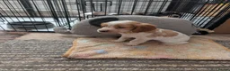 Cocker Spaniel dogs for sale: 3 female Cocker Spaniels  in Maidenhead - Advert 8