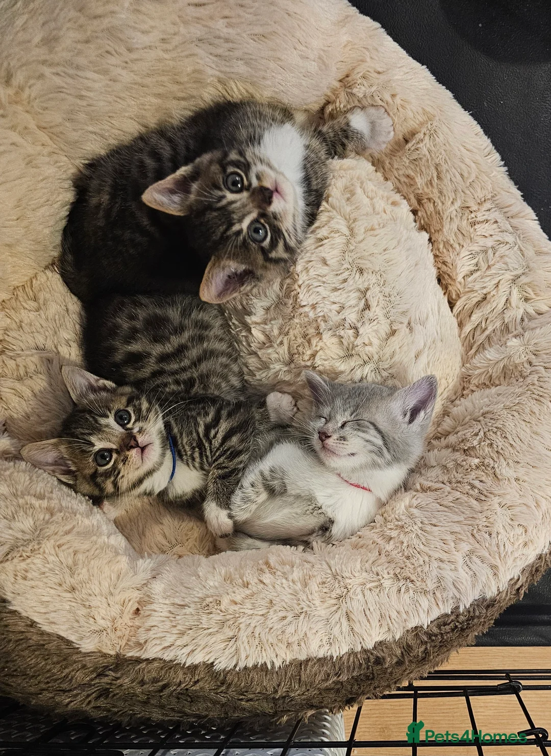 Mixed Breed cats for sale: Grey girl kitten  - Advert 2