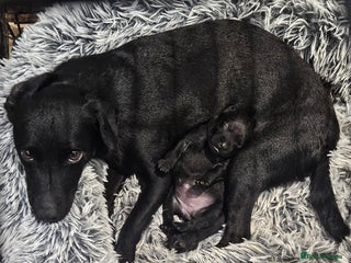 Patterdale Terrier dogs One female Patterdale Terrier pup - Advert 1