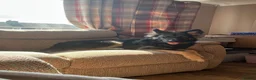 German Shepherd dogs for sale: Beautiful Smart German Shepherd Puppy - Advert 10