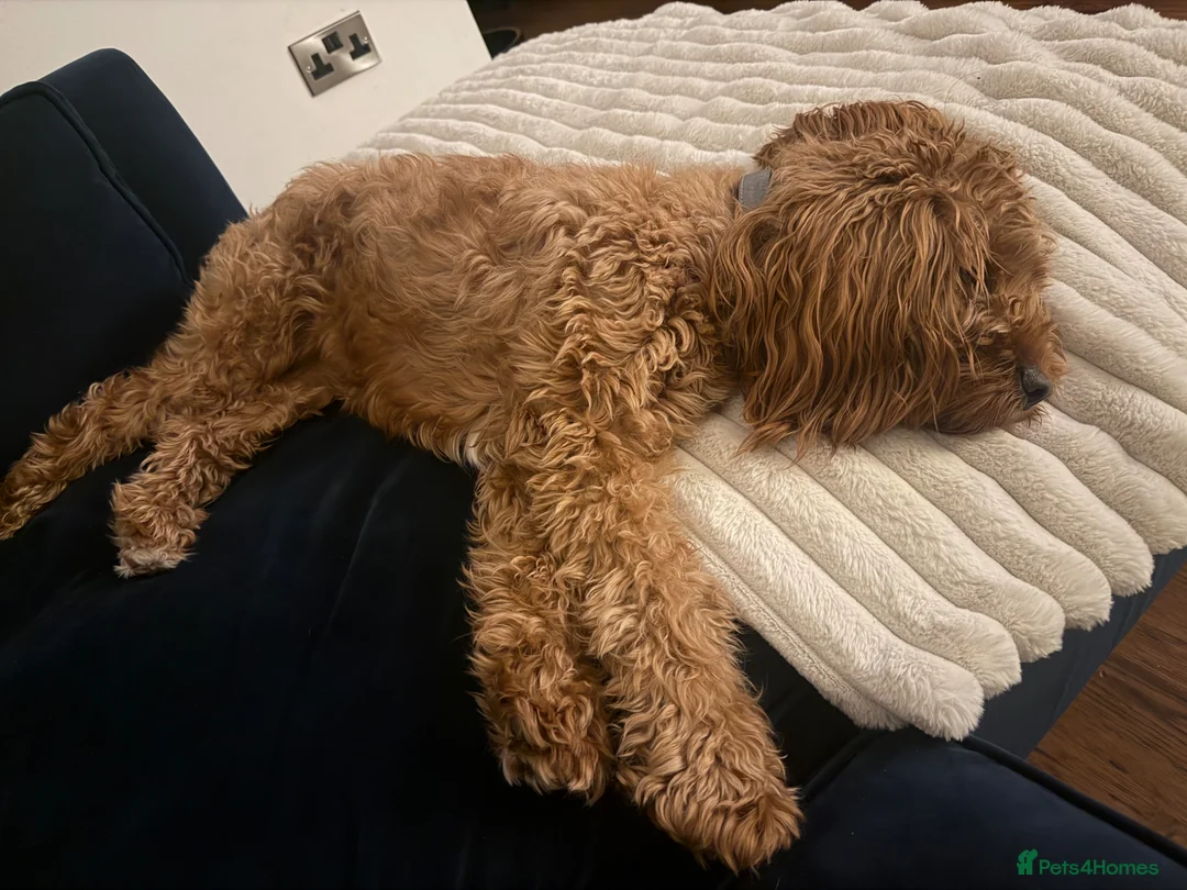 Cavapoo dogs for sale: Beautiful Deep Red F1 Cavapoo Girl in Stafford - Advert 2