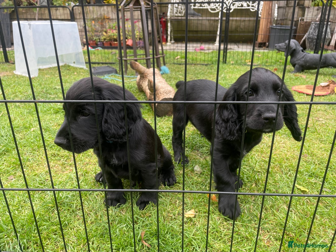 Cocker Spaniel dogs for sale: One boy and one girl - Image 9