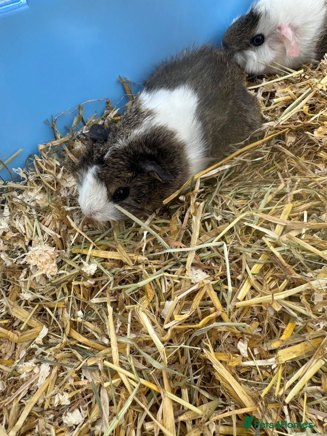 Guinea Pig rodents for sale: Baby guinea pigs  - Advert 2
