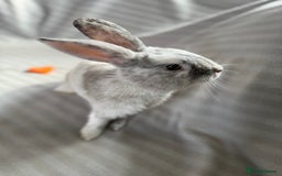 Mixed Breed rabbits for sale: 3 stunning Lop crossed with Double lion mane - Image 1