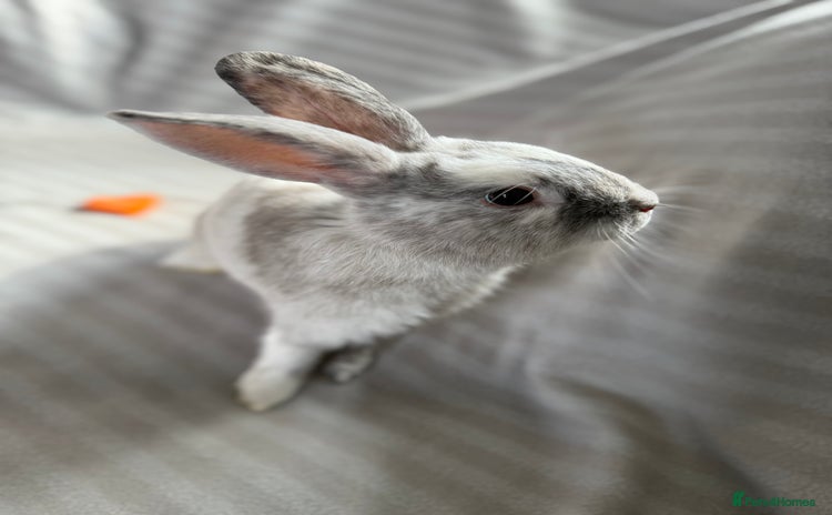 Mixed Breed rabbits - Advert 1