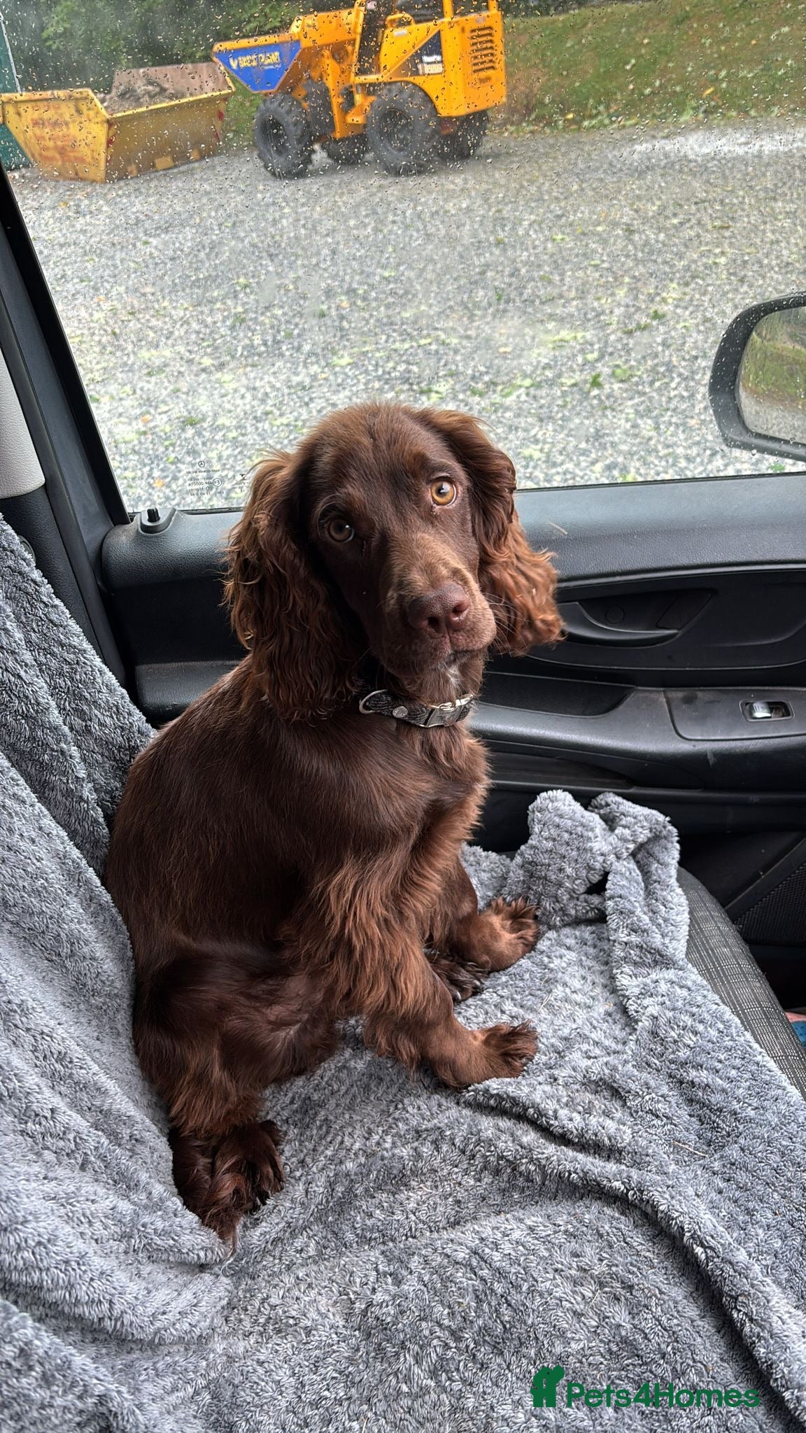 Cocker Spaniel dogs Gorgeous Chocolate Working Cocker Spaniel - Advert 9