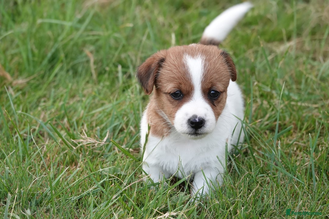 Jack Russell dogs for sale: KC Registered JR puppies  - Image 9