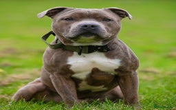 Staffordshire Bull Terrier dogs for stud: Amazing Blue Brindle Staffordshires Bull Terrier  - Image 4
