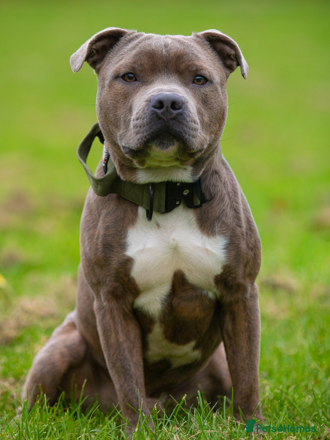 Staffordshire Bull Terrier dogs for stud: Amazing Blue Brindle Staffordshires Bull Terrier  - Image 4
