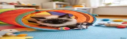Ragdoll cats for sale: 🐱 Beautiful Ragdoll Kittens - Advert 5