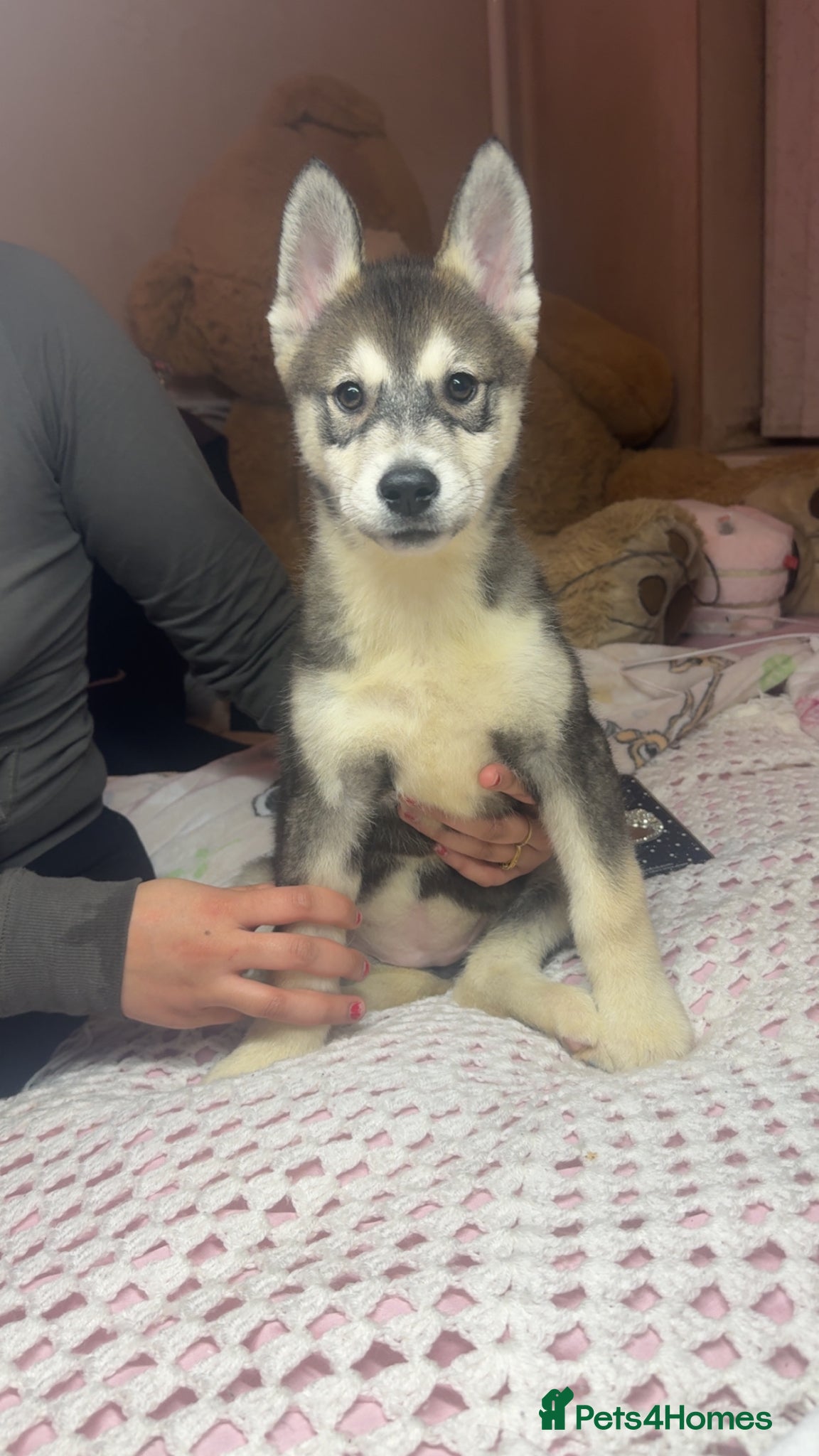 Siberian Husky dogs Siberian husky  - Advert 3