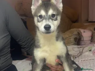 Siberian Husky dogs Siberian husky - Advert 3