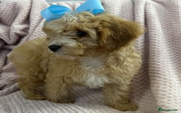Cavapoo dogs for sale: Beautiful F1 Cavapoo boy & girl puppies - Image 13