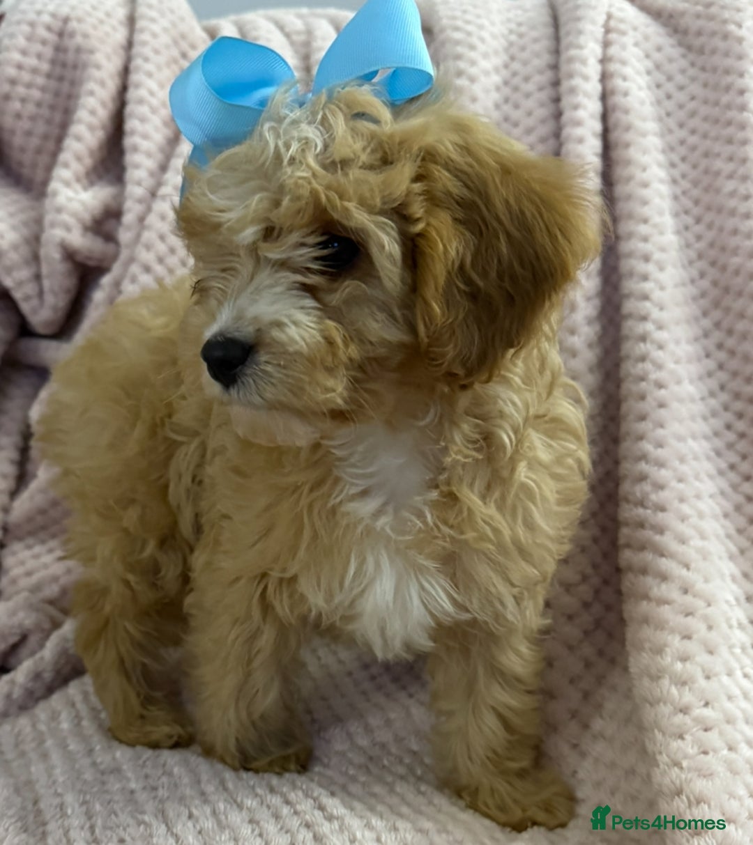 Cavapoo dogs for sale: Beautiful F1 Cavapoo boy & girl puppies - Image 13