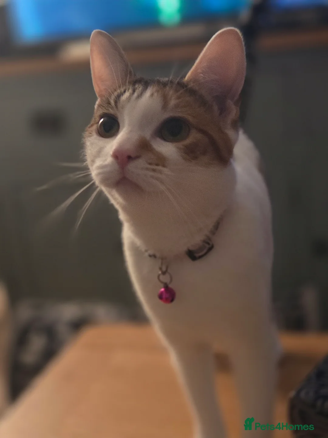 Mixed Breed cats for sale: 1 Year Old Girl - Advert 2