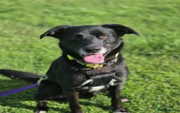 Mixed Breed dogs for adoption: TAZ - 2 YEAR OLD MALE COLLIE X LAB - Image 1