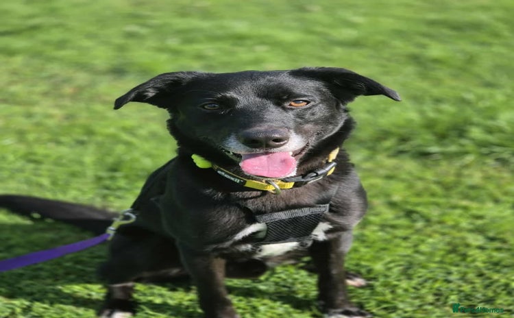 Mixed Breed dogs for adoption - Advert 3