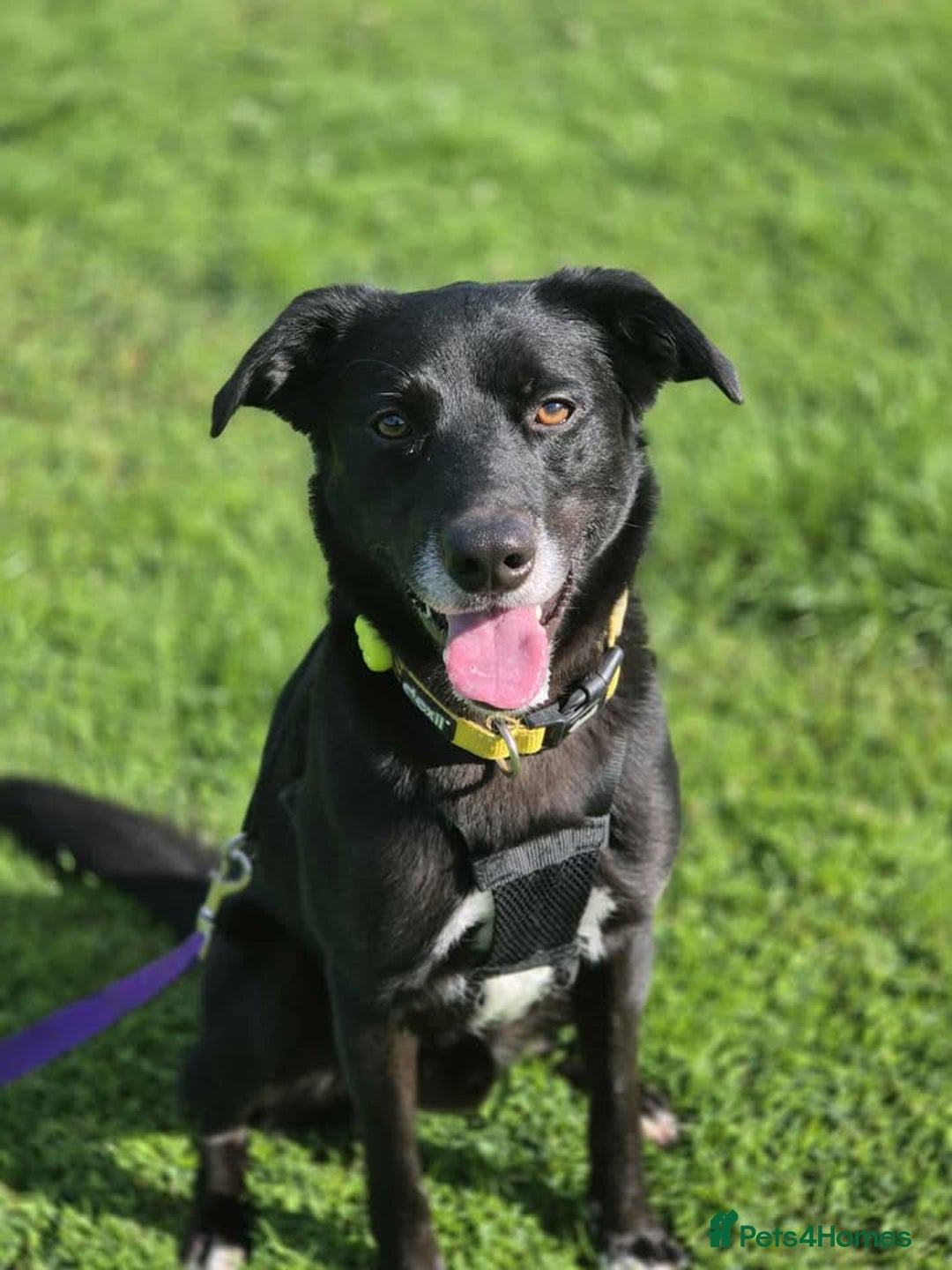 Mixed Breed dogs for adoption: TAZ - 2 YEAR OLD MALE COLLIE X LAB - Image 1