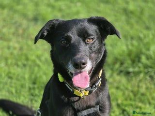 Mixed Breed dogs - Advert 17