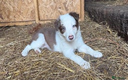 Border Collie dogs for sale: Red and white Border Collie Pups  - Image 1