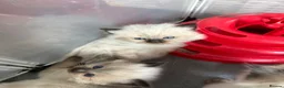 Ragdoll cats for sale: Ragdoll - Advert 7