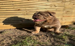 English Bulldog dogs for stud: Fluffy English Bulldog Carrying Curly  in Margate - Image 3