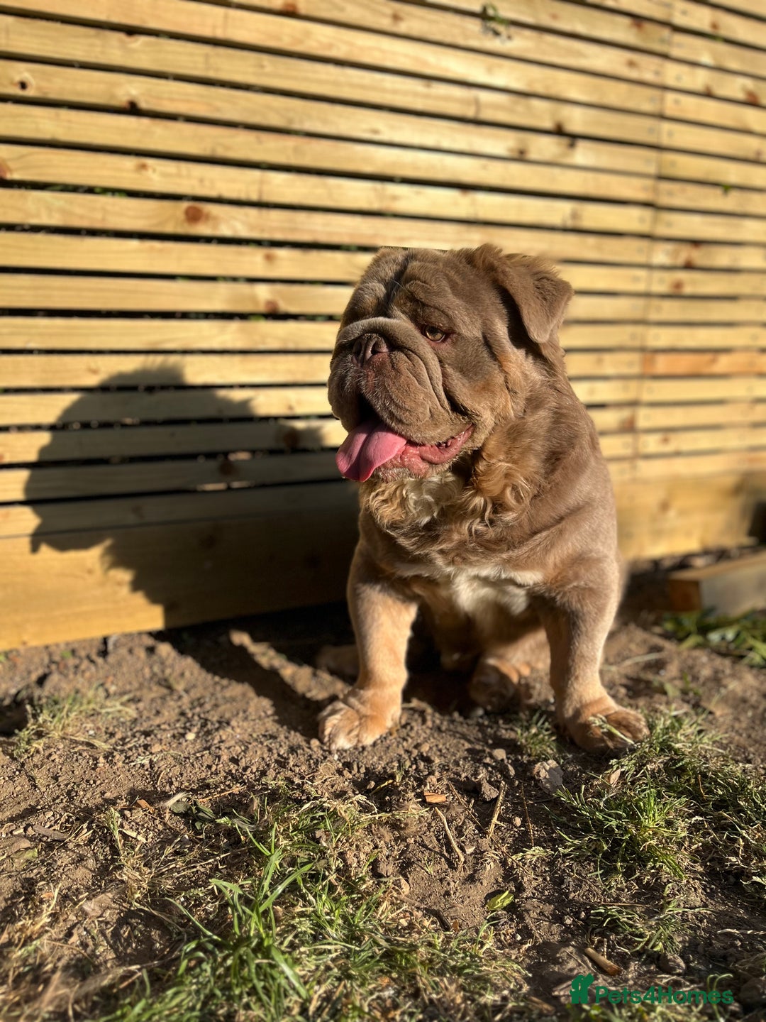 English Bulldog dogs for stud: Fluffy English Bulldog Carrying Curly  in Margate - Image 3