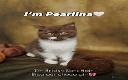 British Shorthair cats for sale: British Short and Long Hair  - Image 31