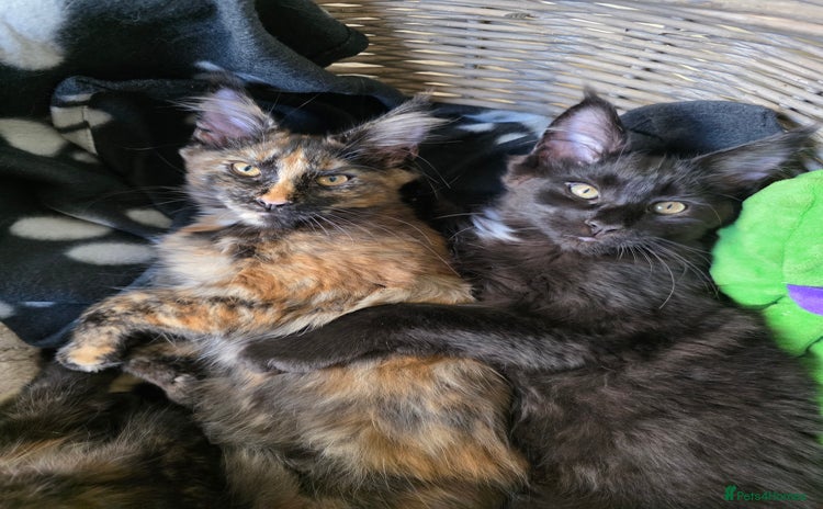 Maine Coon cats - Advert 1