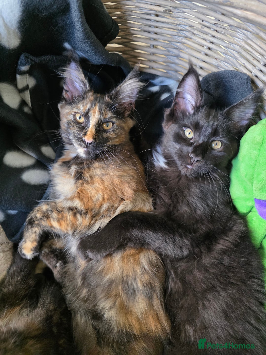 Maine Coon cats for sale: 2 Girls & 1 Boy Left ❤️ GCCF Maine Coon kittens  - Image 1