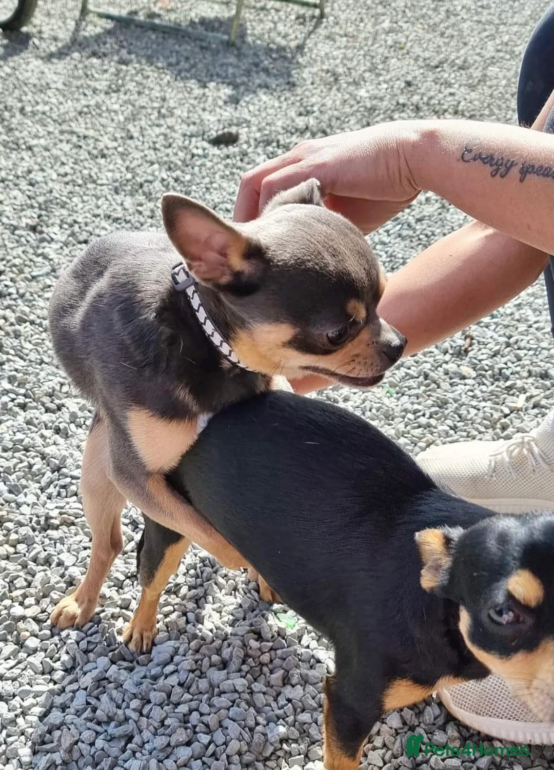 Chihuahua dogs for stud: Chihuahua stud (Romeo) in Sherborne - Advert 10