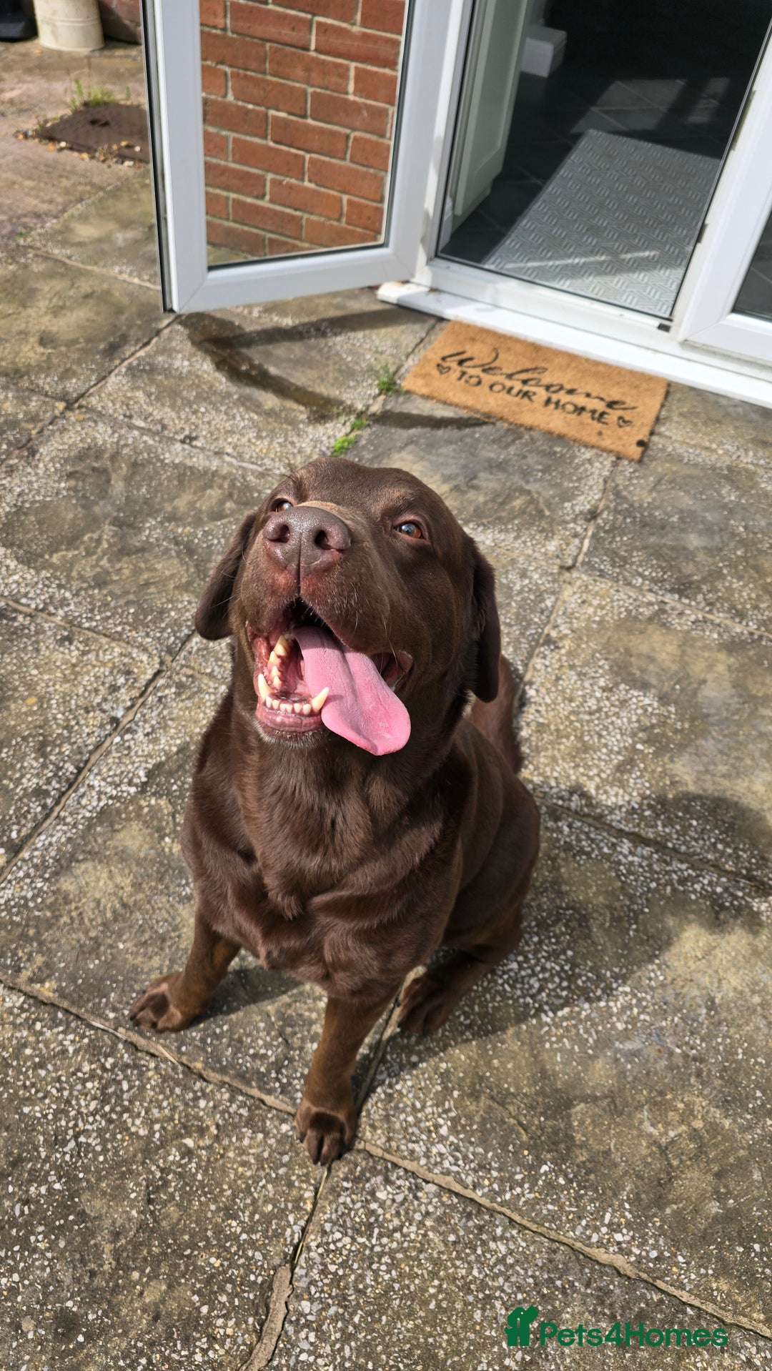 Labrador Retriever dogs for stud: Stud Labrador - Advert 7