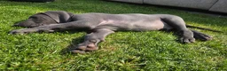 Weimaraner dogs for sale: Male Weimaraner (Blue) 8wks old on the 4th June - Advert 3