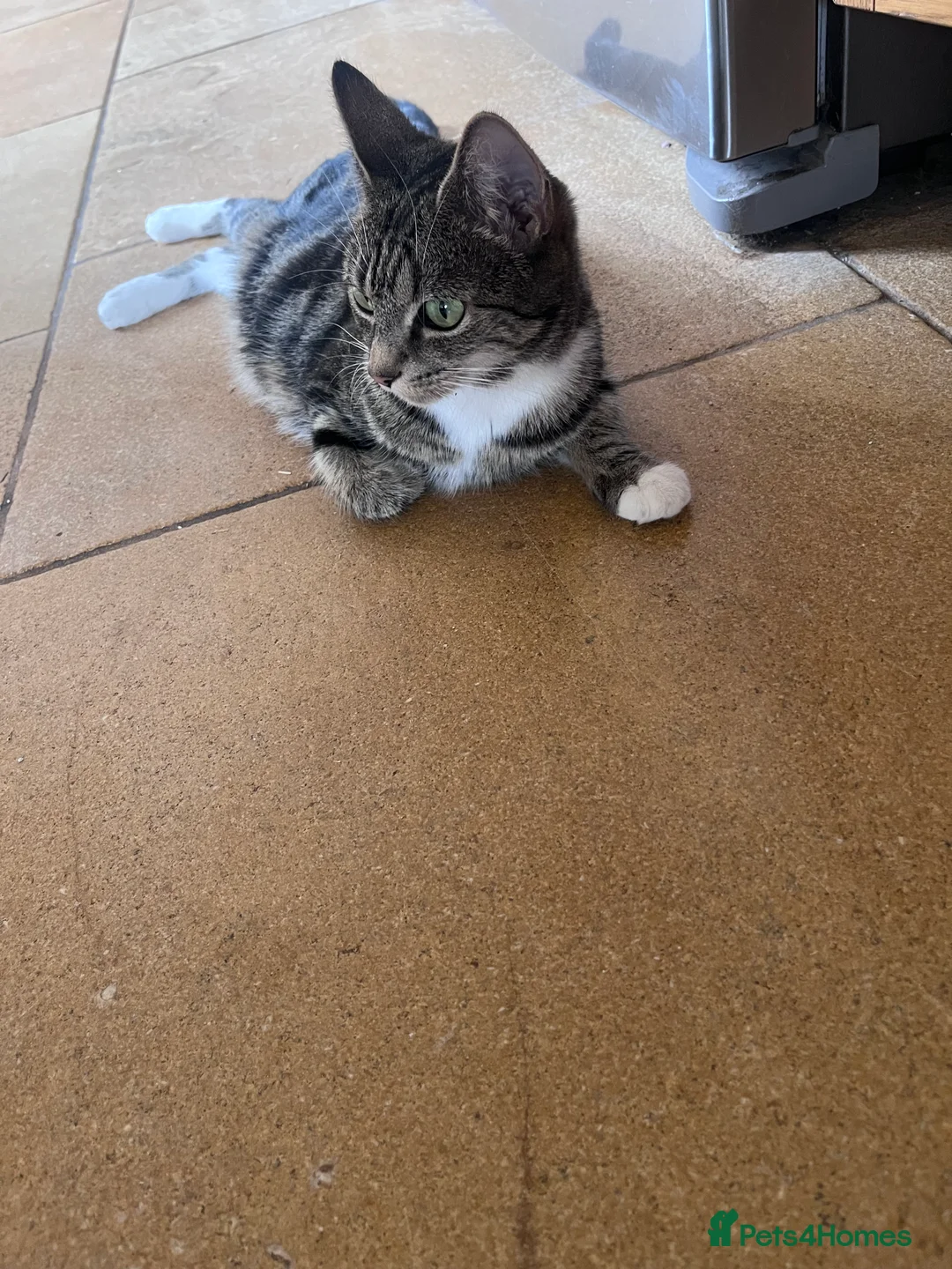 Mixed Breed cats for sale: Adorable kittens looking for their forever homes - Advert 2