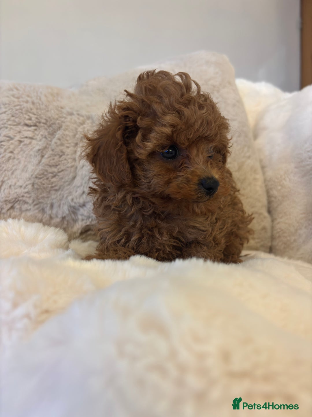 Toy Poodle dogs for sale: Asian x toy poodles available  - Advert 6