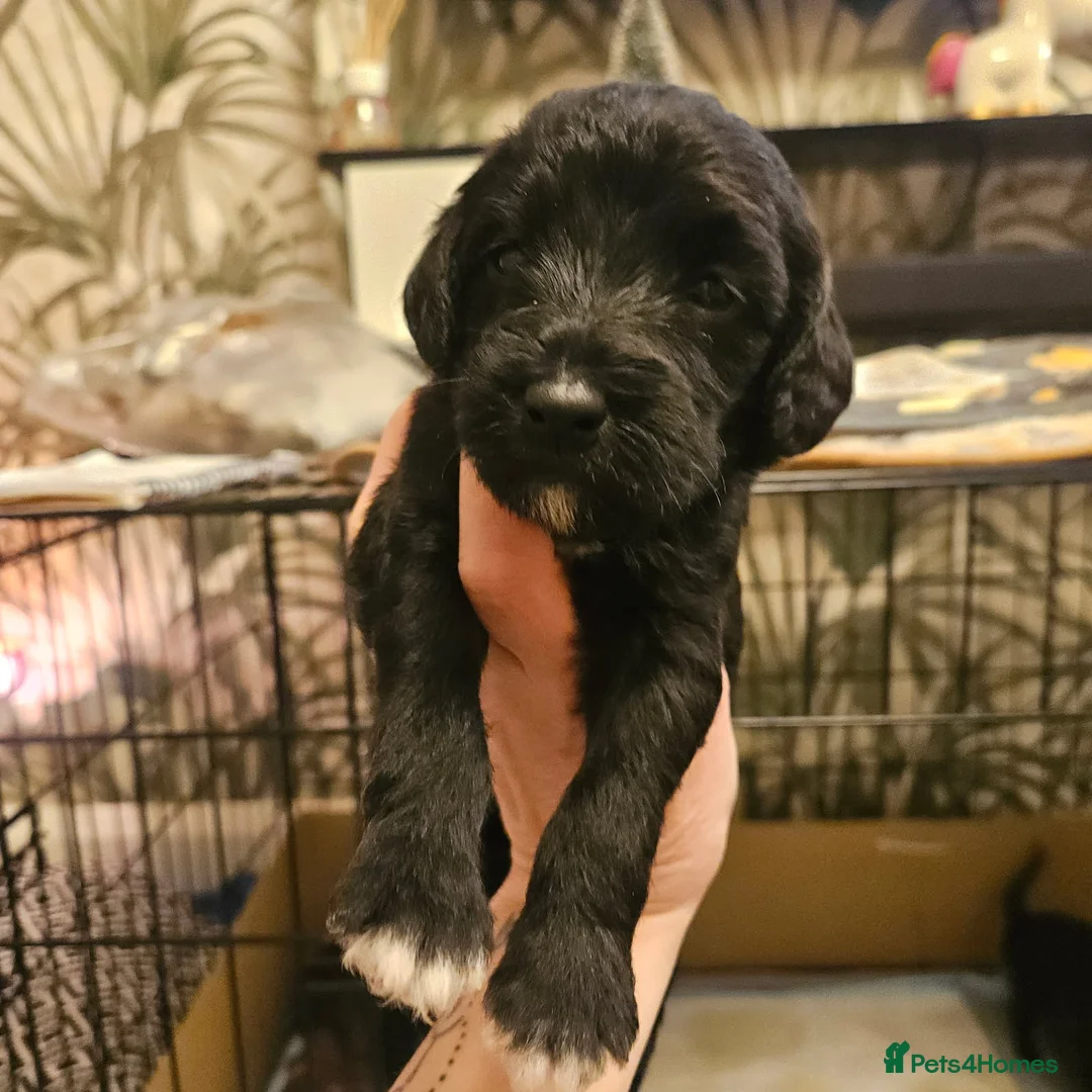 Bedlington Terrier dogs for sale: Bedlington whippet  - Advert 13