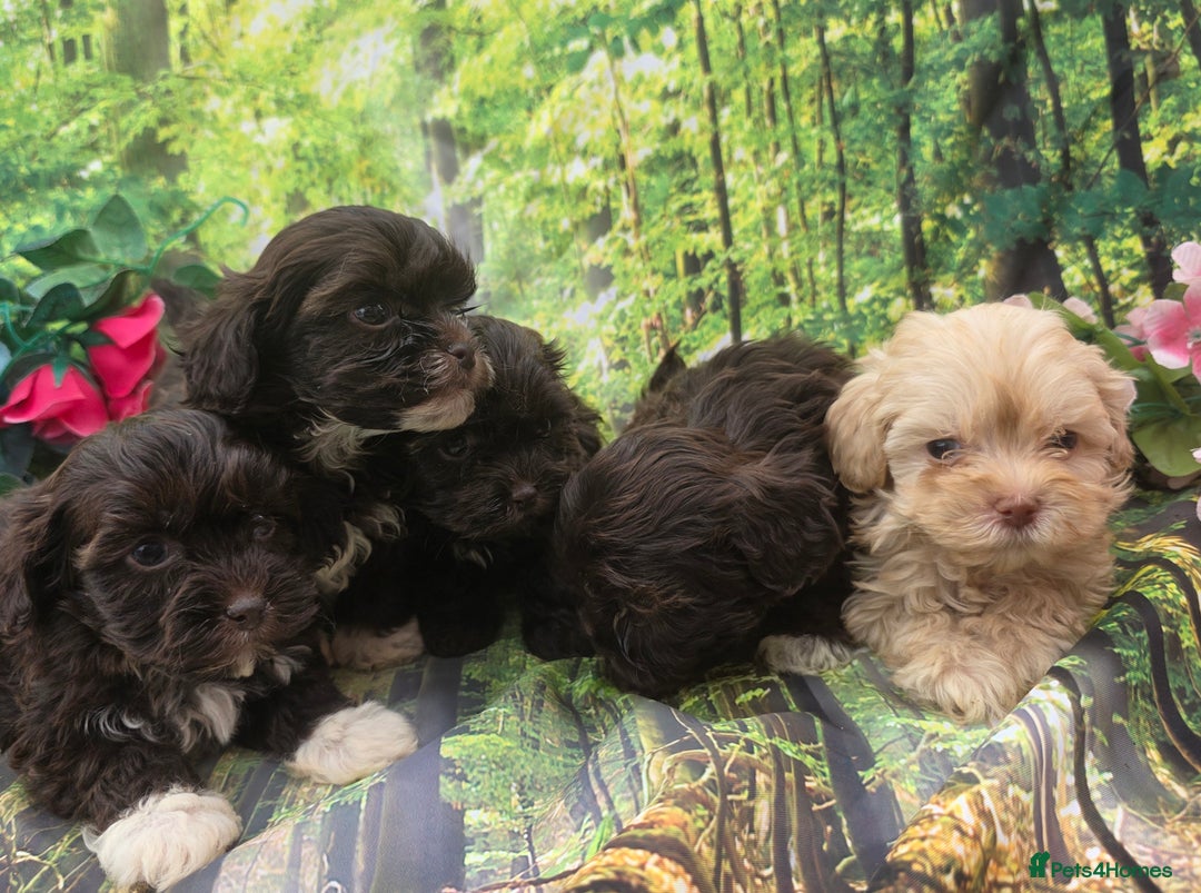 Shihpoo dogs for sale: F1 TOY SHIHPOO puppies, platinum choc champagne - Image 18